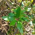 Arbutus × andrachnoides Leht