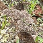 Achillea clypeolata Fruit