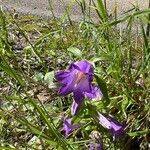 Campanula medium Flower