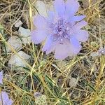 Lomelosia argentea Çiçek