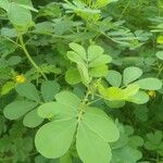Senna obtusifolia Plod