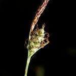 Carex tomentosa Övriga