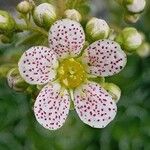 Saxifraga cotyledon 花