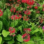 Primula bulleyana Flor