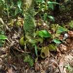 Nepenthes ampullaria Flower