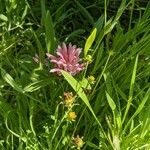 Monarda fistulosa Квітка