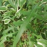 Lactuca canadensis Foglia