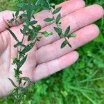 Symphyotrichum lateriflorum পাতা