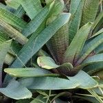 Vriesea platynema Leaf