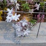 Jasminum polyanthum Lorea