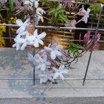 Jasminum polyanthum Λουλούδι