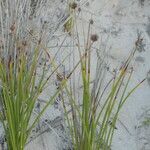 Ficinia nodosa Alkat (teljes növény)