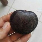 Entada gigas Fruit