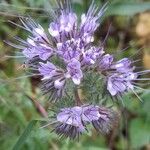 Phacelia tanacetifoliaപുഷ്പം