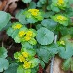 Chrysosplenium alternifolium Žiedas