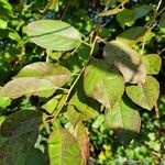 Prunus virginiana Blatt