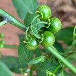 Solanum scabrum 果実