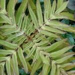Kalanchoe prolifera Folio