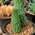 Euphorbia esculenta 葉