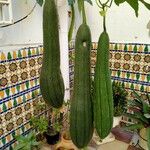 Luffa acutangula Frucht