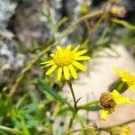 Senecio madagascariensis Flower