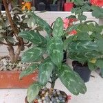 Aglaonema commutatum Blad