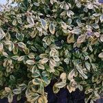 Euonymus fortunei ഇല