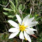 Chiliotrichum diffusum Květ