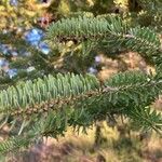 Abies numidica ഇല