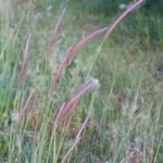 Hordeum bulbosum Ffrwyth