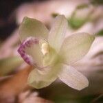 Scaphyglottis minutiflora Blüte