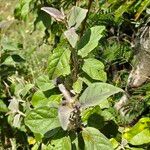 Solanum tettense Fulla