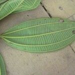 Miconia tschudyoides Leaf