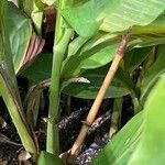 Canna indica बार्क (छाल)