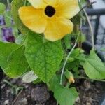 Thunbergia alataFuelha