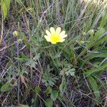 Ranunculus californicus Alkat (teljes növény)