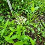 Monarda clinopodia 花