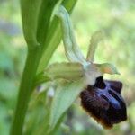 Ophrys passionis Ostatní