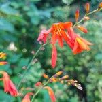 Crocosmia x crocosmiiflora Flor