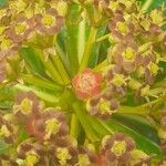Euphorbia mellifera Blomma