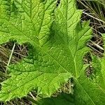 Echinops exaltatus Foglia