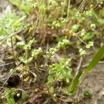 Radiola linoides Vivejo