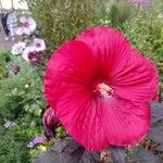 Hibiscus moscheutosBloem