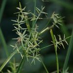 Cyperus sphacelatus Virág