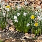 Narcissus poeticus Flower