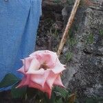 Rosa chinensis ফুল