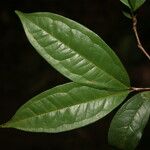 Eugenia coffeifolia Листок