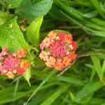 Lantana × strigocamara Цветок