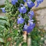 Salvia azurea 花