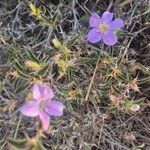 Barleria delamerei 花